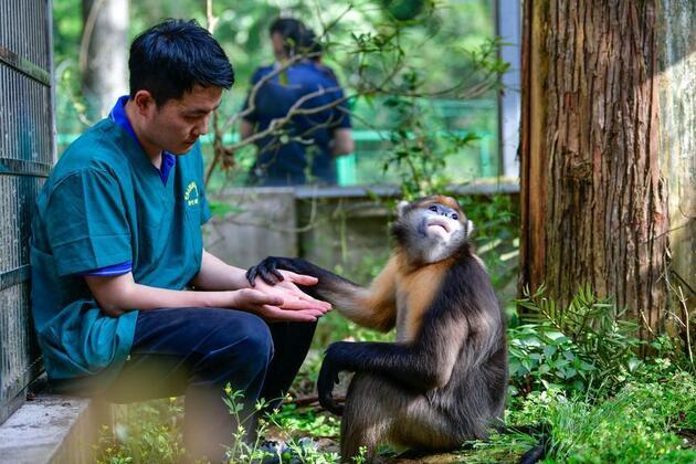 China's world natural heritage site boosts protection for rare golden monkeys