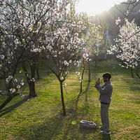 KASHMIR-SRINAGAR-ALMOND BLOSSOM