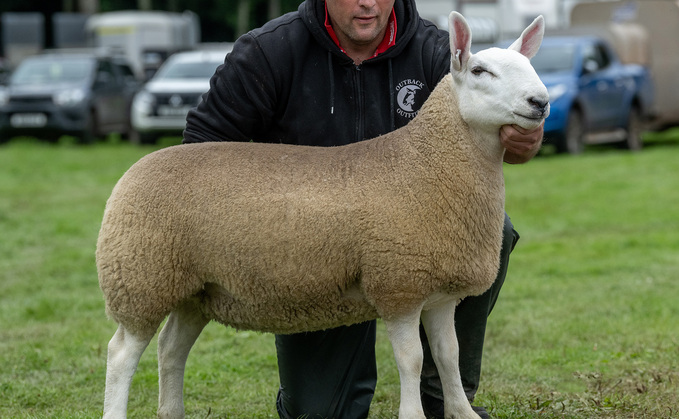 Sheep inter-breed and North Country Cheviot champion, William Thomson, Kelso.