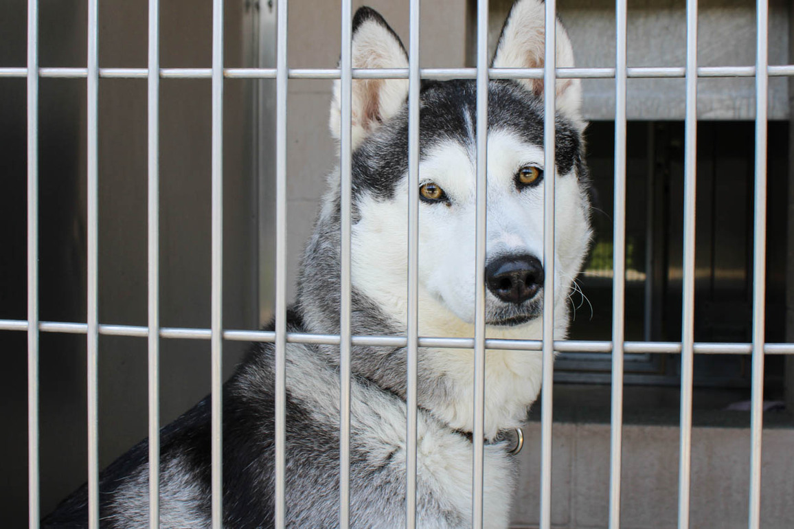 More Pets Looking for a Home at Orange Countys Animal Shelter
