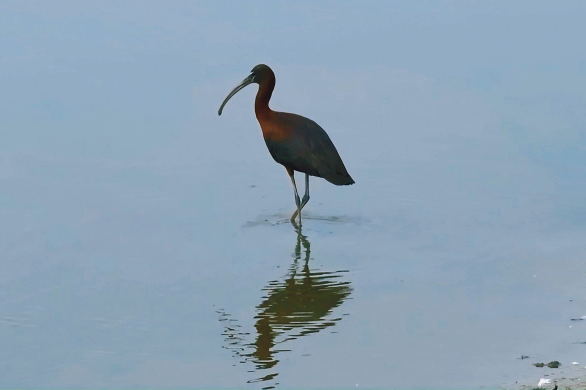 CHINA-HEBEI-HENGSHUI-WETLAND-RARE GLOSSY IBIS (CN)