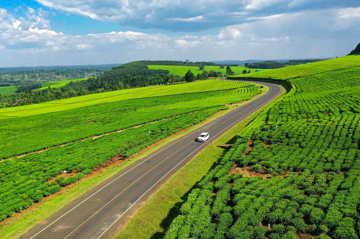 In Pics: Beautiful Tea Plantations in Western Kenya