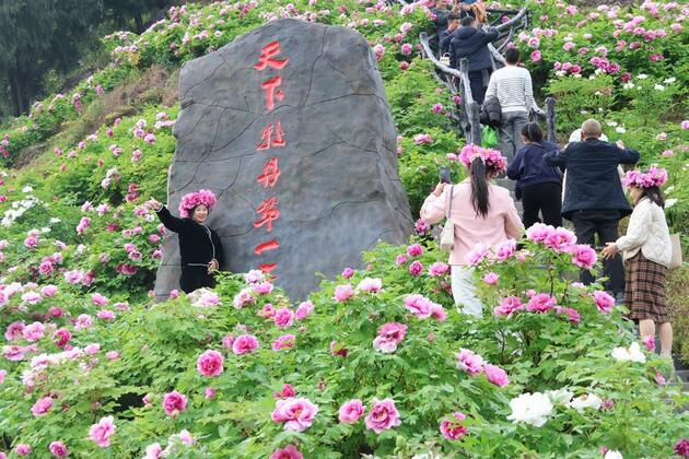 Peony industry blossoms in SW China, boosting tourism, local incomes