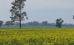 Canola, durum wheat up in SA