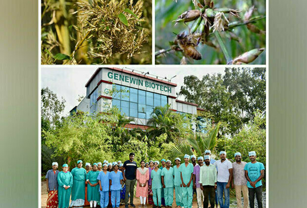 Genewin Biotech's Bamboo Plants Prove Resilient Amidst Widespread Flowering Crisis