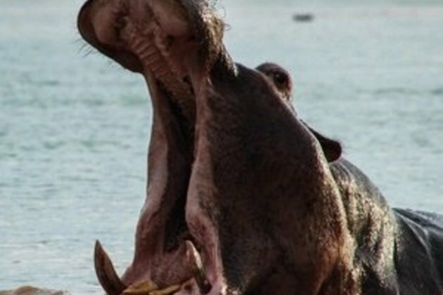 UK to ban hippo ivory