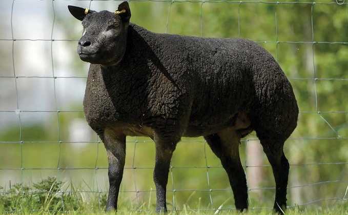 Online timed sheep auction tops at 5,400 for Blue Texels