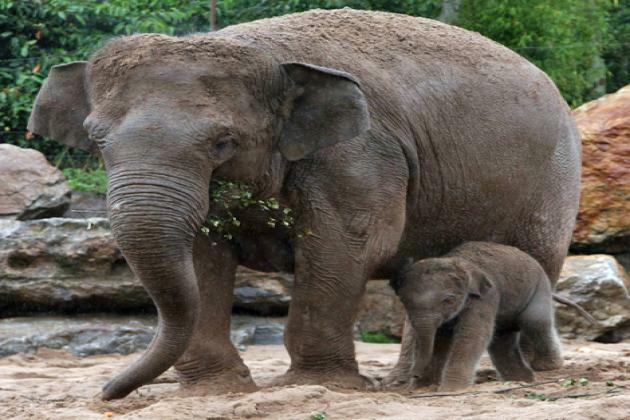 GLOBALink | Asian elephants embrace "baby boom" in SW China