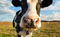 Industry Voice: Cows, methane and the climate threat