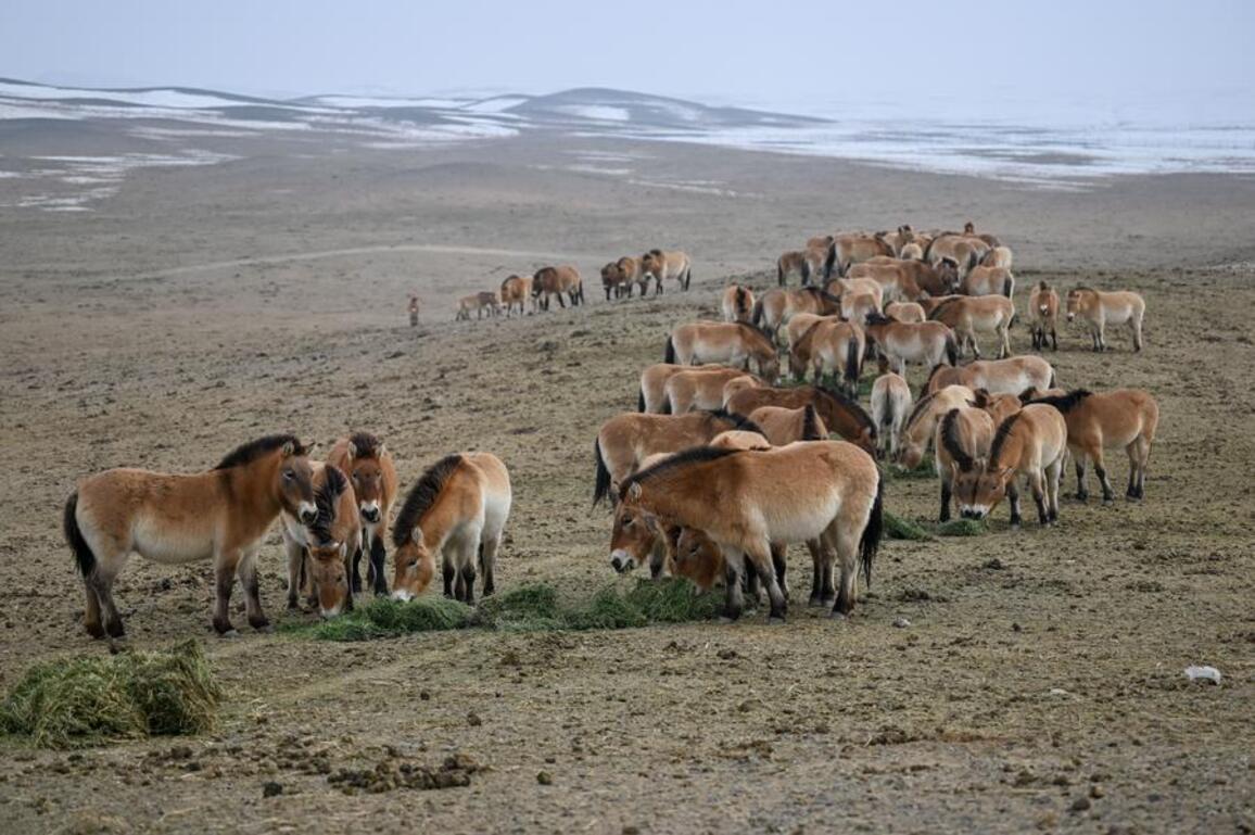 EcoChina | Guardians walk extra miles to ensure safe winter for Przewalski's horses in NW China's Xinjiang