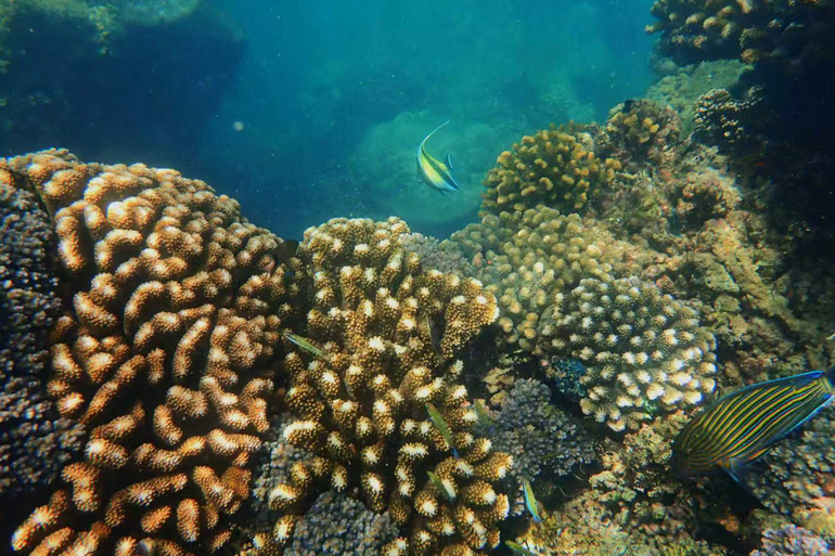 SRI LANKA-HAMBANTOTA PORT-BIOBANK-CORALS