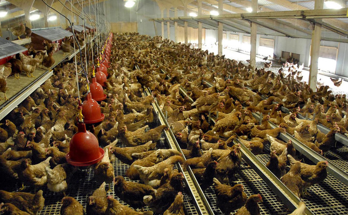 Government needs to work with industry, says poultry chief