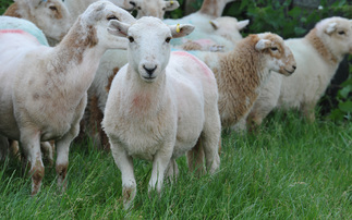 More than 35 lambs stolen from Staffordshire and Lincolnshire farms within the space of three days