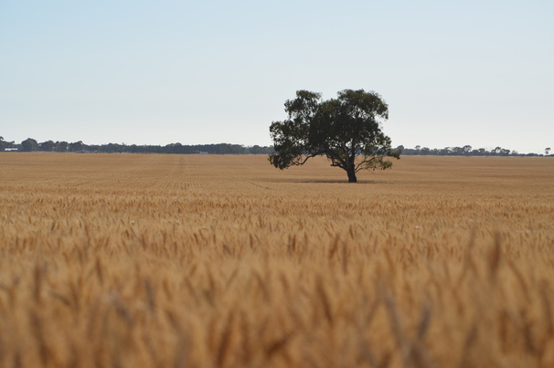 GIWA has bumped up its crop production estimates for WA since September, driven largely by improvements in wheat crops.  