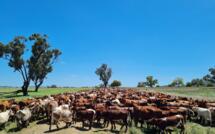  On the move: Lawson and Phoebe Gulliver have been managing their shorthorn breeders as a single mob for the past 12 years, including over joining and calving. Photo: Phoebe Gulliver.  