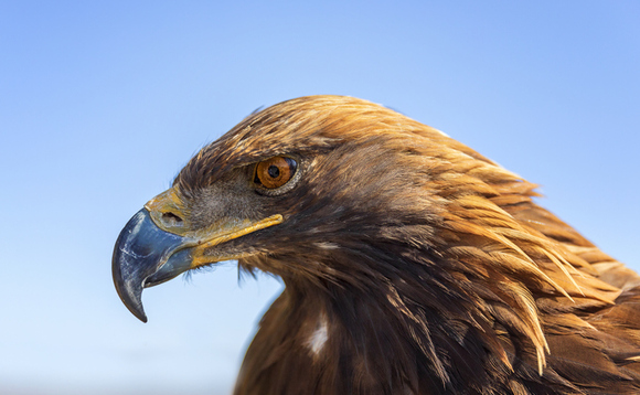 Soar like an eagle? 34 UK vendor leaders reveal their spirit animals