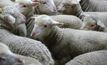WA lamb production now crucial