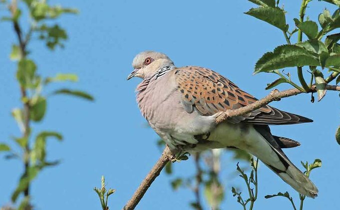 Farmers to receive funding for turtle dove conservation