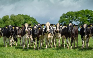 Q&A with a farm vet: Look out for lungworm this summer  