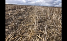  Stubble loads play a vital role when it comes to wind erosion of soils. Picture Mark Saunders.