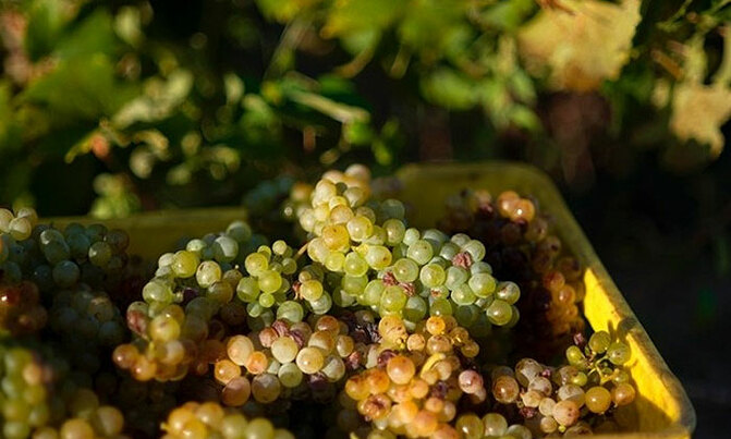 SA wine production drying up in water crisis SA wine production drying up in water crisis