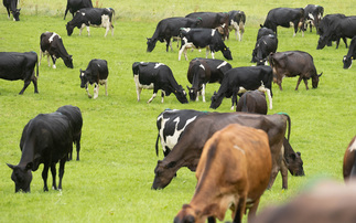 Dairy farmers' profits looking 'significantly brighter' for the year ahead