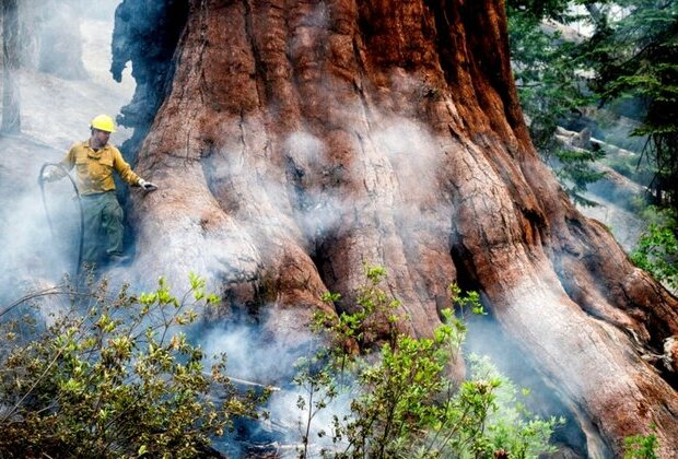 Yosemite Fire Grows as Crews Protect Iconic Sequoias