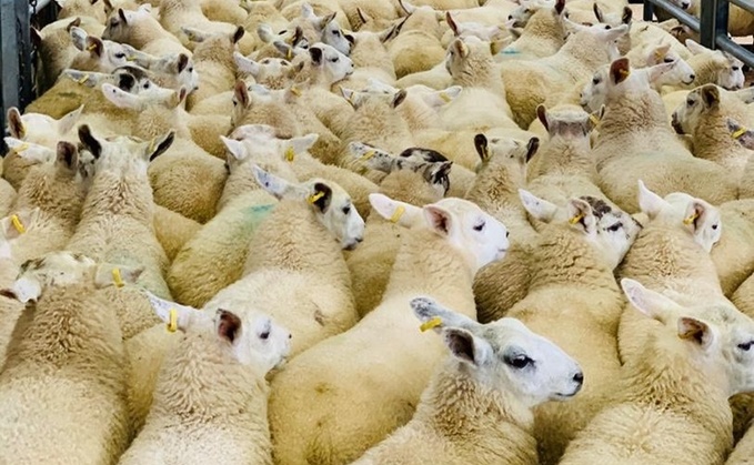 Sheepmeat production forecast to increase in 2025