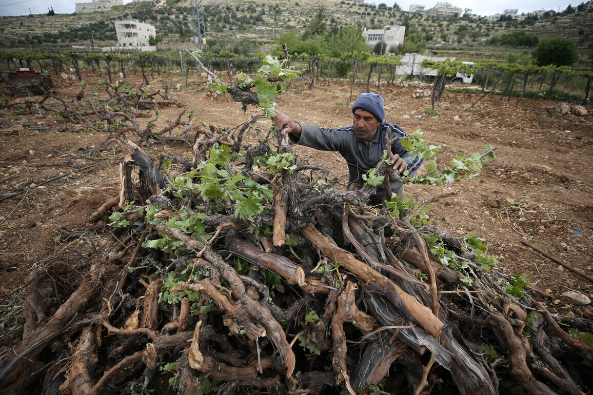 MIDEAST-WEST BANK-HEBRON-GRAPEVINES-DAMAGE