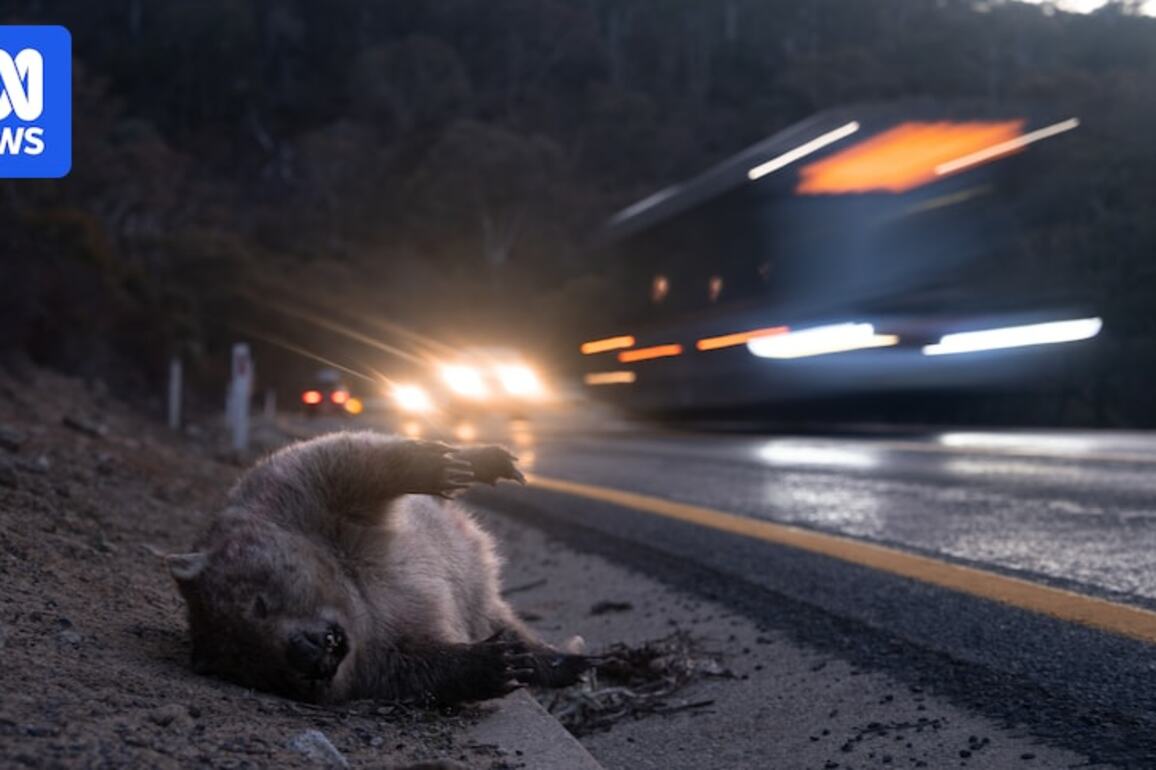 Roadkill is costing Australians thousands. Could virtual fencing be the answer&quest;