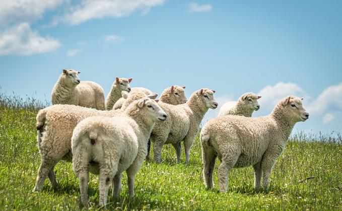 New Zealand farmer confidence hits highest level in over a decade