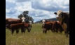  China should be a key market for Aussie beef this year. Picture: Mark Saunders.