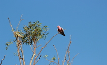 A Pilbara local sitting in a gum tree.