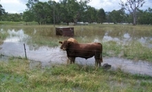 Flood warning for Kimberley farmers