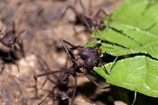 New Study Says There Are 20 Quadrillion Ants on Earth
