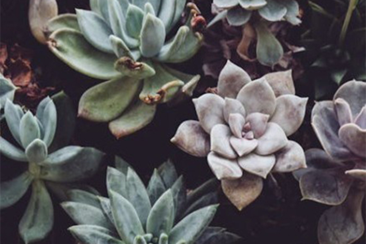 Researchers demonstrate new technique for boosting plant growth with bacteria