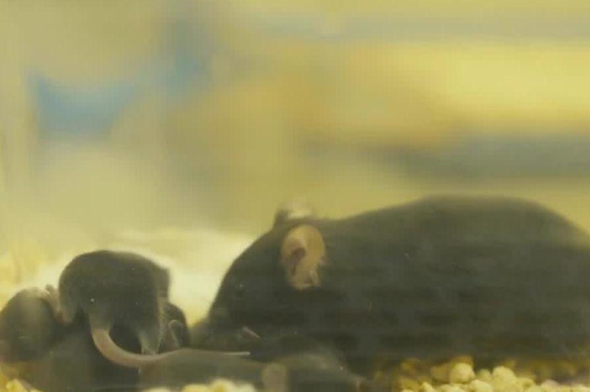 Update: Mouse births pups after space mission, paving way for future research