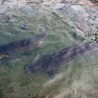 Scientists witness first wild reproduction of Yangtze sturgeon after decades of conservation
