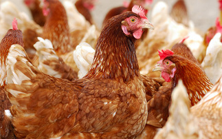 New report published on bird flu vaccination