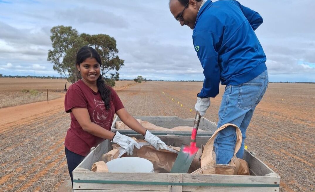 UniSA environmental researcher Binoy Sarkar (right) with student Thilini Amarasinghe, at a field trial site in Mallala, South Australia, in April this year.