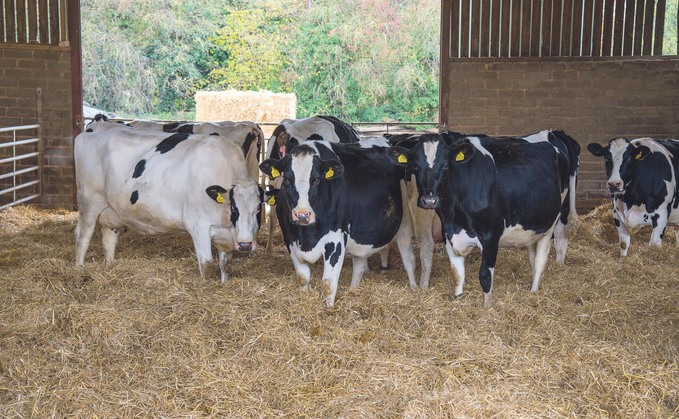Appropriate trimming is important in managing lameness during the transition period.