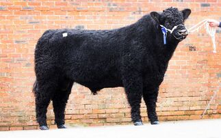 Galloways top at 13,000gns three times at Castle Douglas