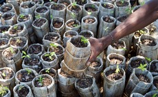 'Planting trees is highly complex': Experts draw up 'golden rules' for reforestation projects