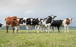 How a certain trace element could be quietly impacting your heifer fertility