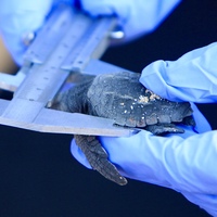 LEBANON-MANSOURI-TURTLE RELEASE