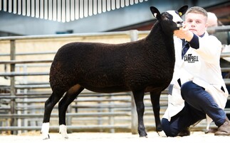 A round up of recent pedigree and commercial livestock sales