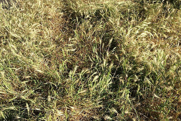 Grass seeds pose seasonal danger to dogs in Ireland, warns charity