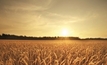 Mixed outlook for Aussie crops