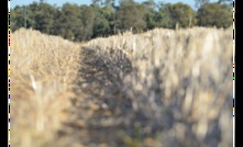  Stubble management starts at harvest. Picture Mark Saunders.