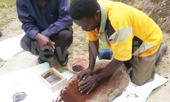 The tourism coffee experience helping conserve Rwenzori national park The tourism coffee experience helping conserve Rwenzori national park